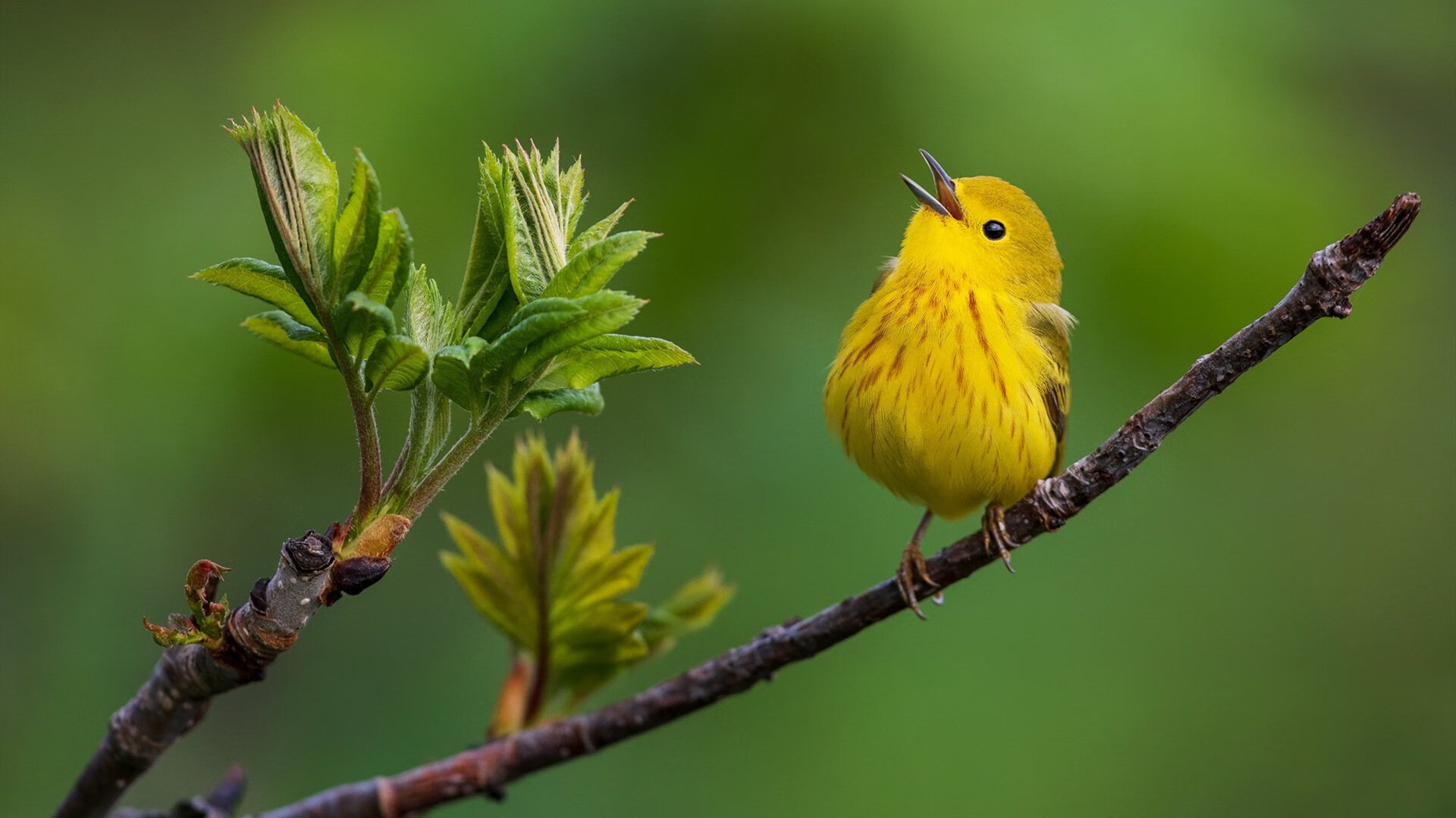 可穿戴设备在电竞领域的应用:数据监测与健康管理,可穿戴电子产品有哪些