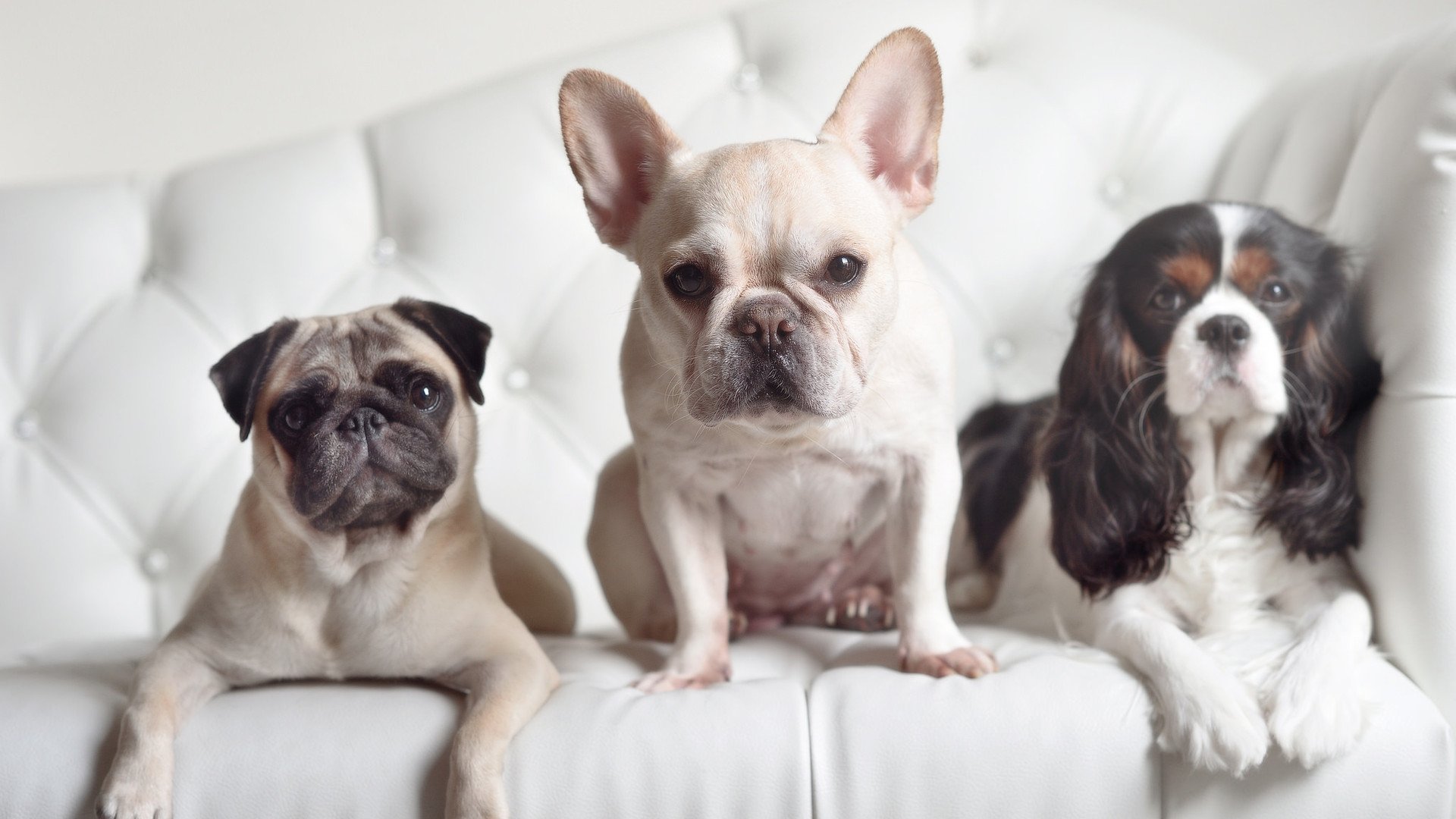 大屏幕上的欢呼声:欧冠夜晚的狂热心情