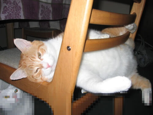 kaiyun体育综合-德国马术协会与国际马术联合会合作，举办国际马术交流活动，促进技术交流。